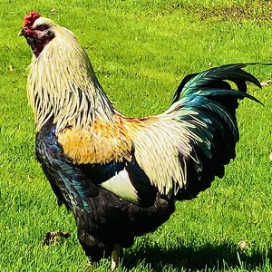 Fundraising Page: Andrea Maciejczak and Charlie Pomasl